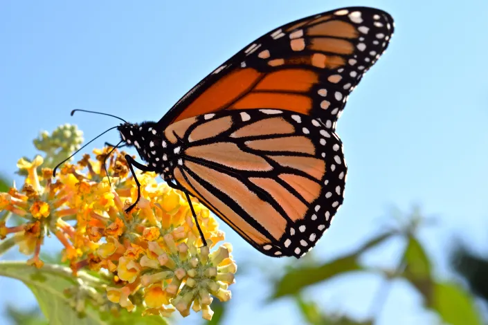 Monarch Butterflies: Majestic Migrants in Muscatine
