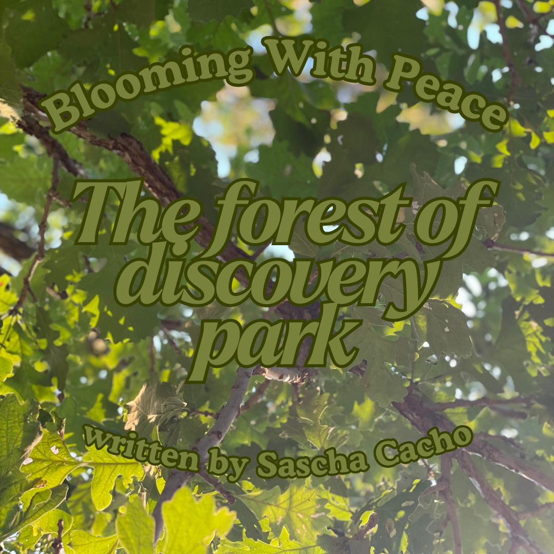 Blooming With Peace: The Forest of Discovery Park